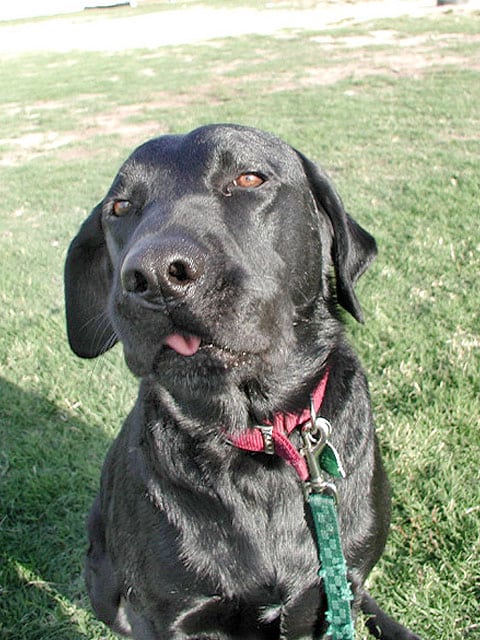 Noah - Three Legged Lab
