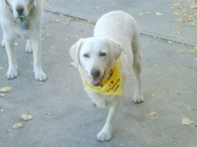 Three legged dog Tai in her bandanna from gifts.tripawds.com