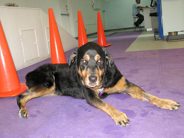 Canine Rehab for Rear Leg Tripawd for Lucy