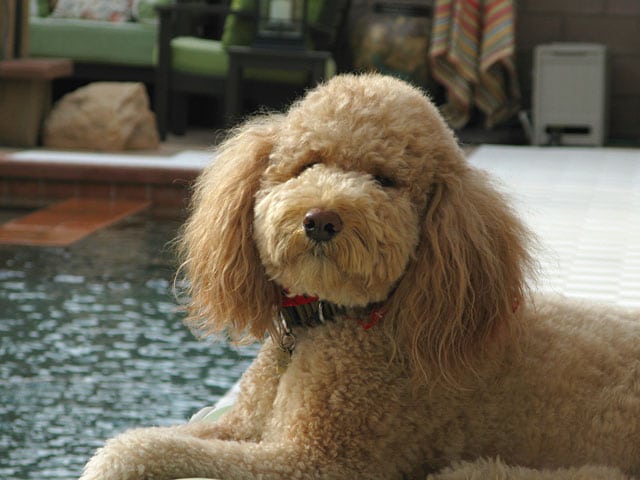 Three Legged Labradoodle Rusty