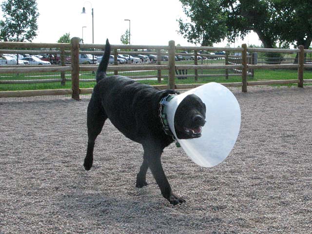 cash in cone of shame at colorado tripawds party
