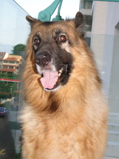 Singapore Tripawd Dodge
