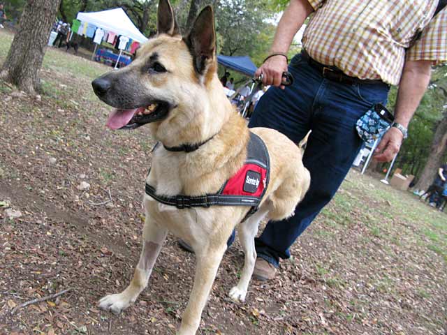 Three Legged Wounded Warrior Service Dog Colonel