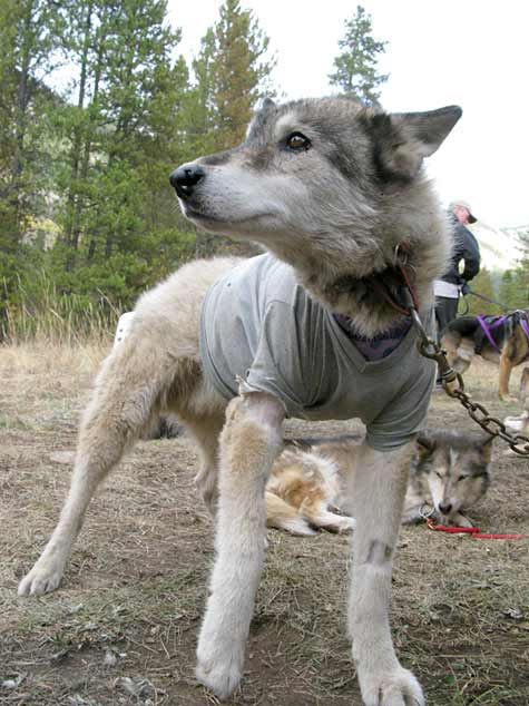 scapula, scapulectomy, chondrosarcoma, dog, cancer, bone