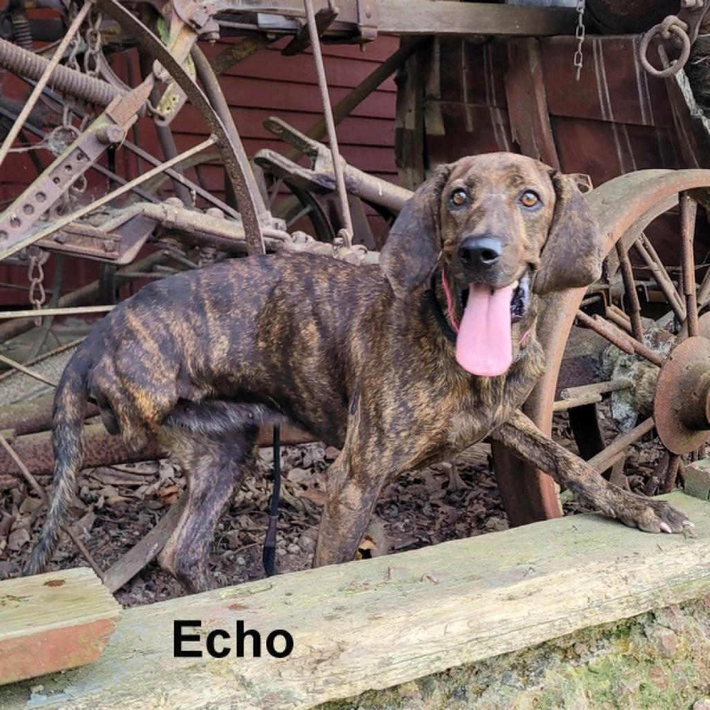 Echo Rescue Monroe County TN