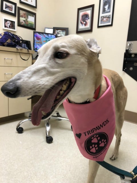 canine osteosarcoma vaccine facts canine osteosarcoma vaccine facts