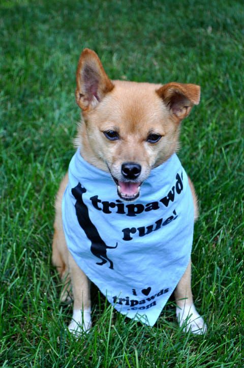 Tripawd, Bud, three-legged, dog, vasculitis, tripod, amputee