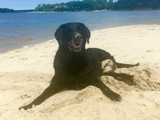 Tripawd, bone cancer, osteosarcoma, three-legged, amputee, dog Tripawd, bone cancer, osteosarcoma, three-legged, amputee, dog