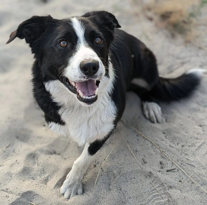 Gidge the Tripawd Pet Commissioner in Missoula County Gidge the Tripawd Pet Commissioner in Missoula County