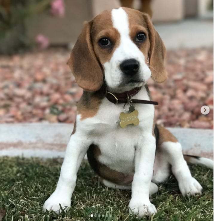 Jasper the Beagle Tripawd