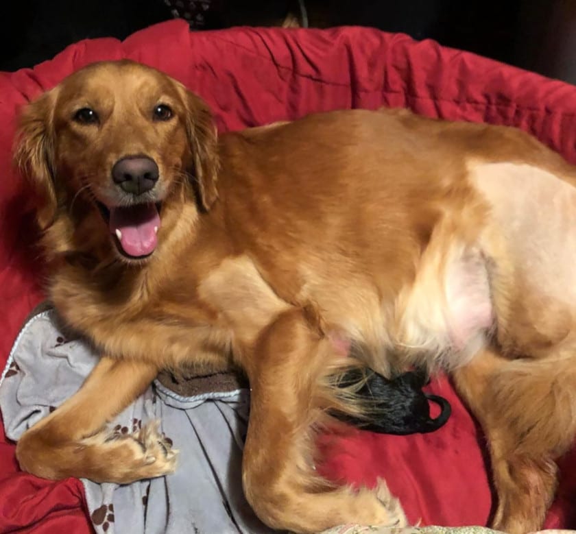 Tripawd dog deliver puppies Tripawd dog deliver puppies