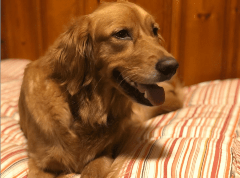 what if a Tripawd dog gets pregnant? what if a Tripawd dog gets pregnant?