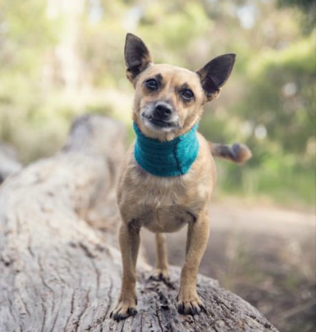 Tripawd Meg, surgery, amputation, recovery, truth about, mast cell cancer Tripawd Meg, surgery, amputation, recovery, truth about, mast cell cancer