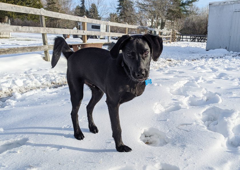 front leg amputee dog Moose front leg amputee dog Moose
