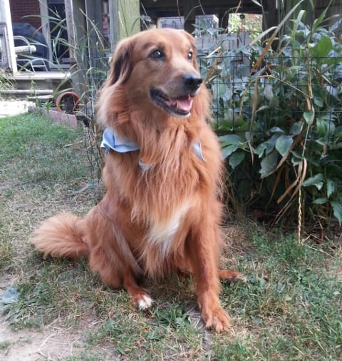 Murphy the tripawd diagnosed with histicytic sarcoma