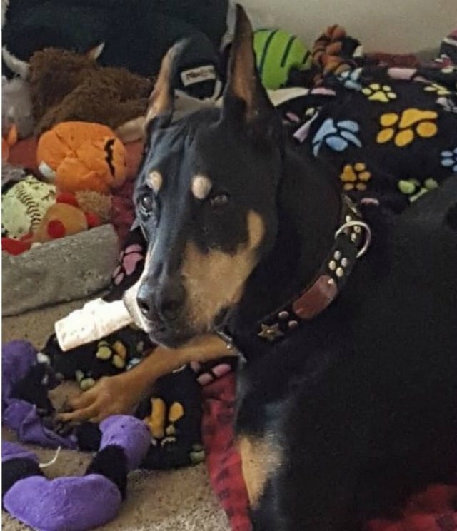 Tripawd, Doberman, three-legged