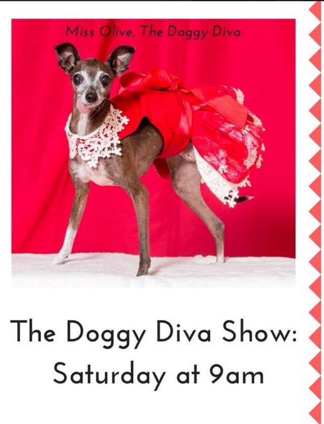 Olive Doggy Diva