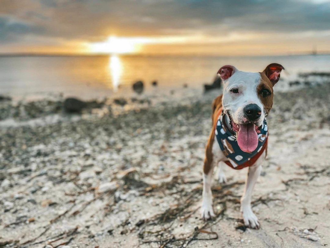 RaleighRoo the Tripod Terrier