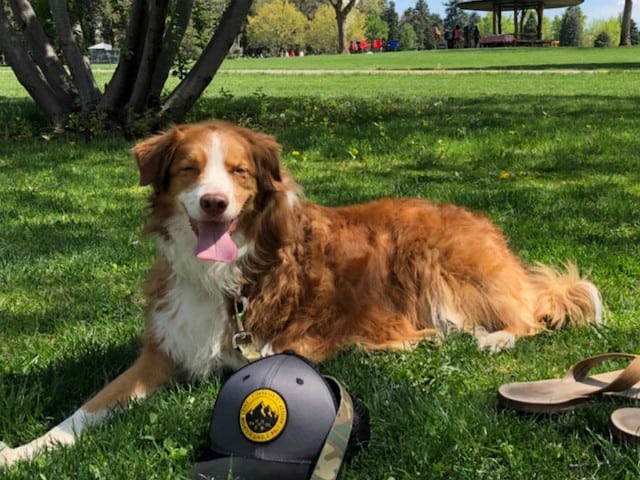 Tripawd Tuesday spotlight