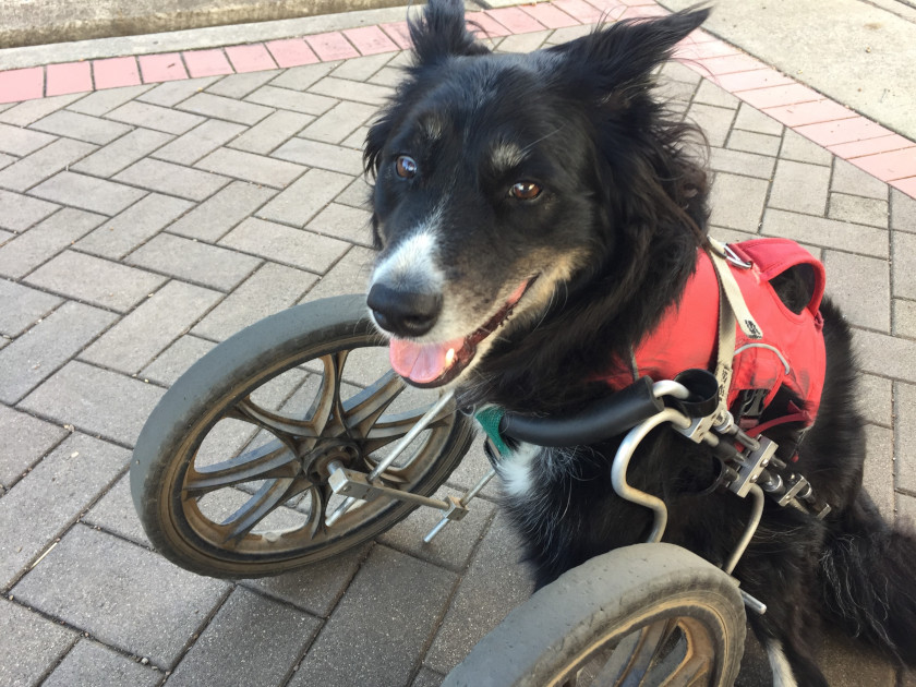 Senior Amputee dog Ziggy in wheelchair