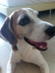Three legged Beagle Teas in Singapore