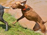 Three Legged AKC Award Winning Vizsla Hunting Dog Bart