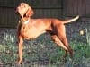 Three Legged AKC Award Winning Vizsla Hunting Dog Bart