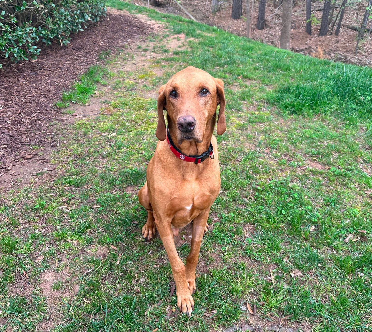 Colt has osteosarcoma. Cementoplasty helped save his leg!