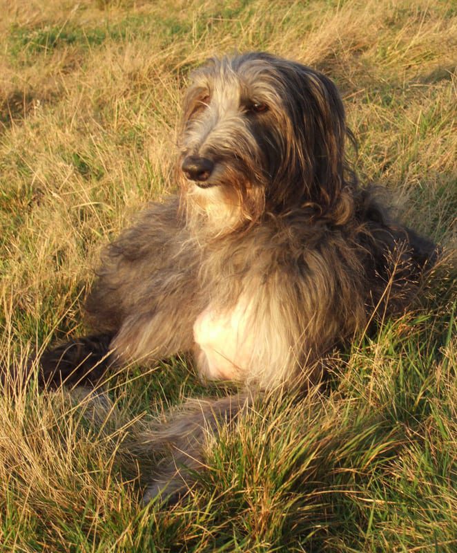 darcy deerhound darcy deerhound