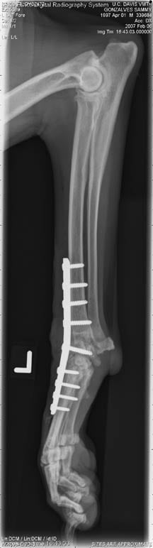 Limb sparing surgery in dogs