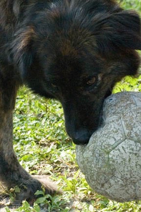 Tripawd Timber Plays with Ball