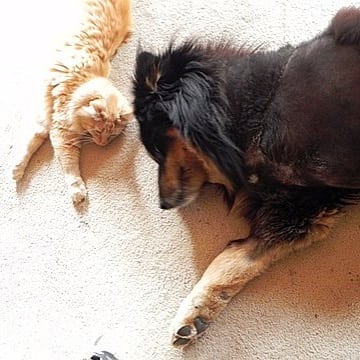 Super Stewie and Chester Molester