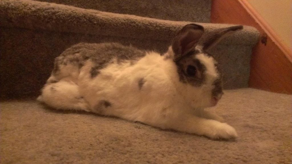 Clyde the Tripawd Rabbit
