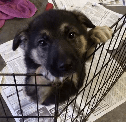 German Shepherd Puppy Tripawd German Shepherd Puppy Tripawd