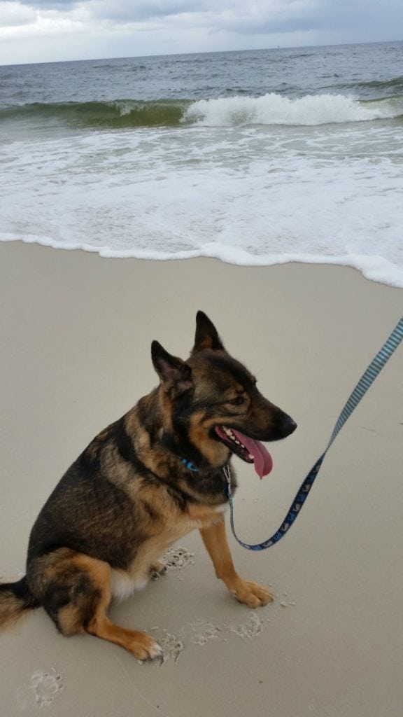 Bo the German Shepherd Tripawd