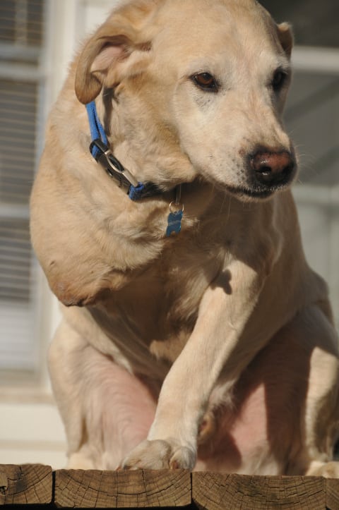 Tripawd Bo