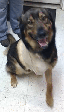Bo the German Shepherd Tripawd