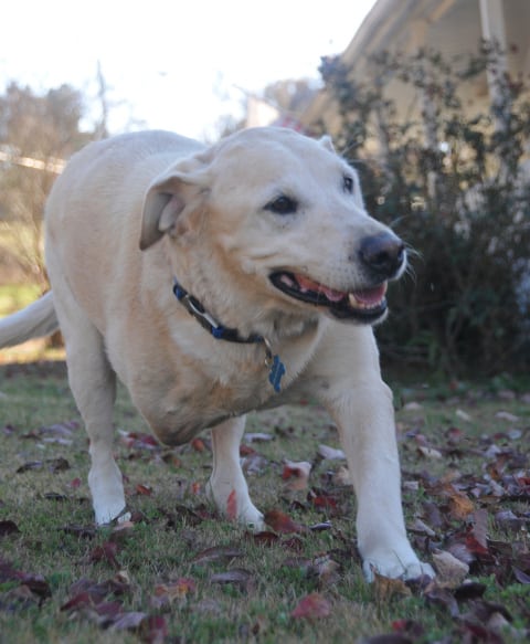 Tripawd Bo