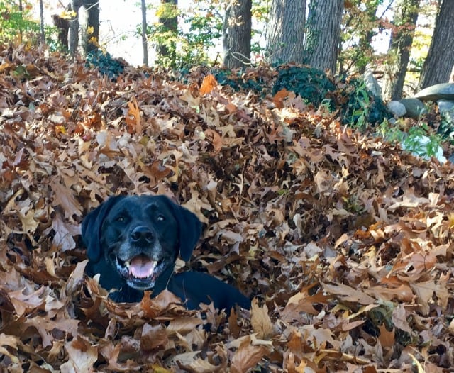 Tripawd, bone cancer, osteosarcoma, three-legged, amputee, dog Tripawd, bone cancer, osteosarcoma, three-legged, amputee, dog