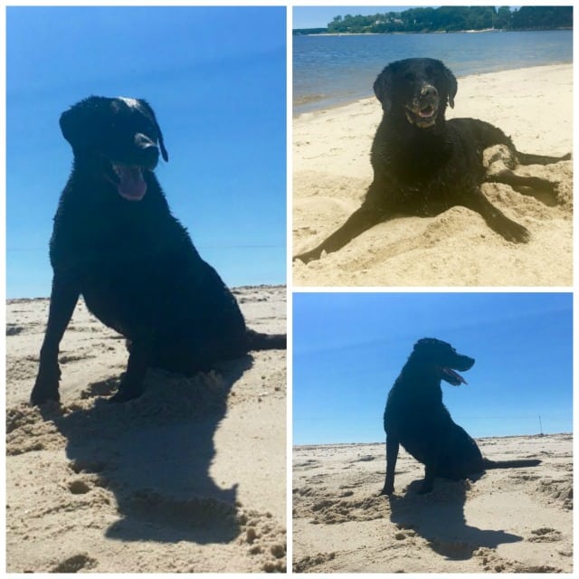 Tripawd, bone cancer, osteosarcoma, three-legged, amputee, dog Tripawd, bone cancer, osteosarcoma, three-legged, amputee, dog