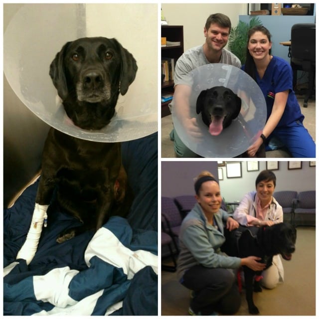 Tripawd, bone cancer, osteosarcoma, three-legged, amputee, dog Tripawd, bone cancer, osteosarcoma, three-legged, amputee, dog