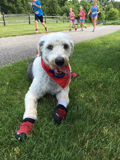 canine osteosarcoma vaccine dog canine osteosarcoma vaccine dog