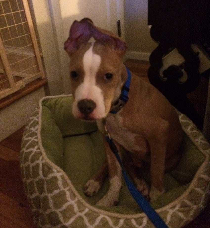 Tripawd Tuesday Fran Tripawd Tuesday Fran