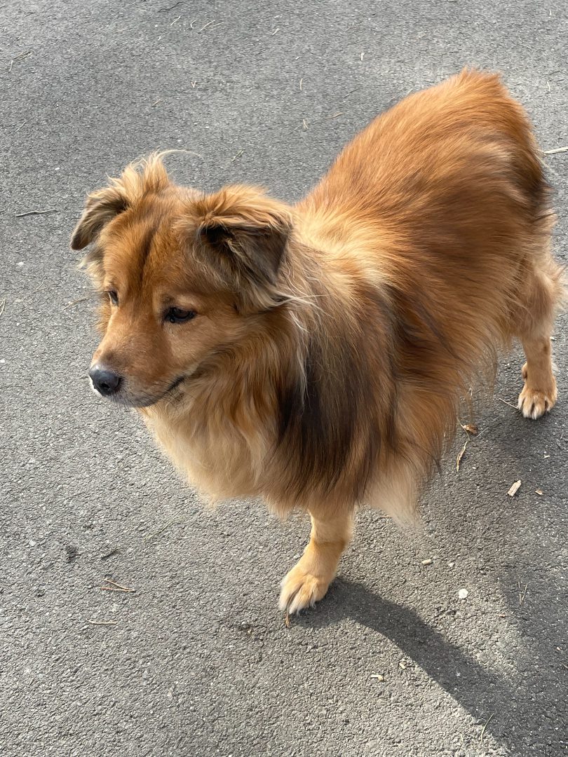 Franklin Three Legged Dog