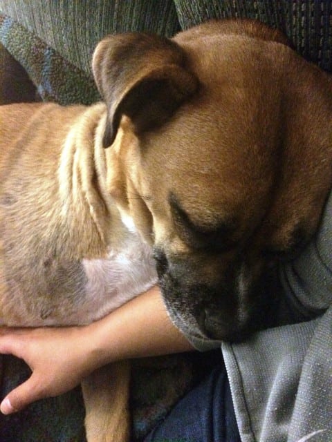 three legged rescue three legged rescue