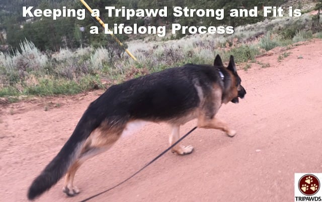 Tripawd Wyatt Runs in Colorado