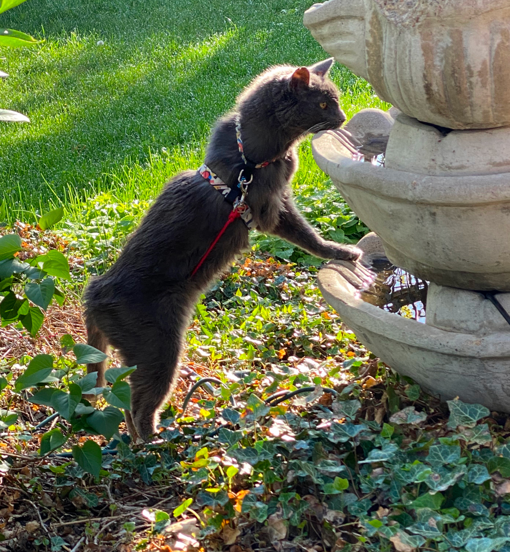 Three legged senior cat outside on leash drinking from fountain