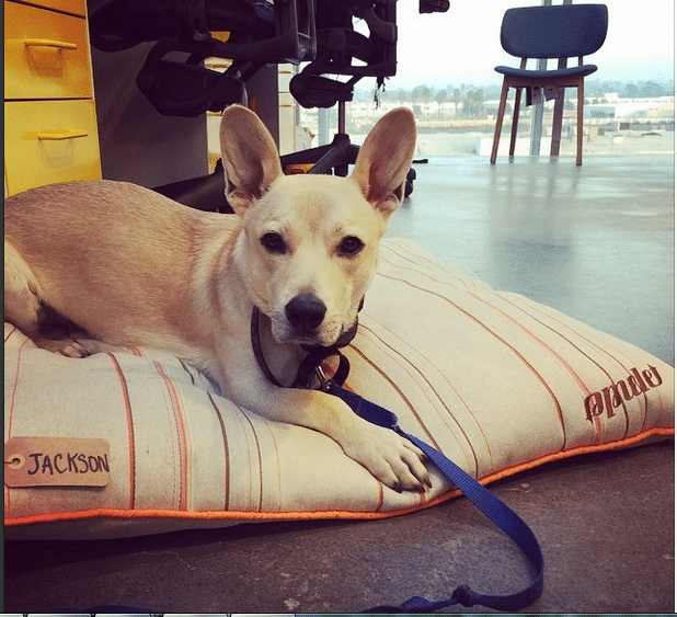 Tripawd Jackson