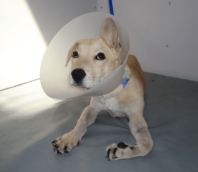 Tripawd post amputation surgery