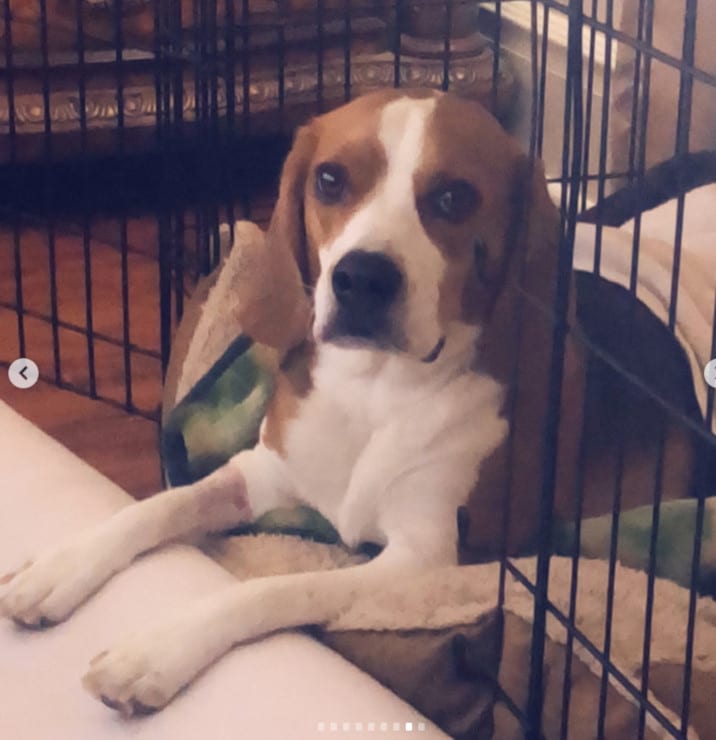 Jasper Tripawd Jasper Tripawd